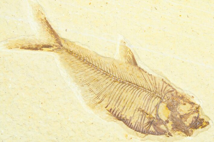 Detailed Fossil Fish (Diplomystus) - Wyoming #360733